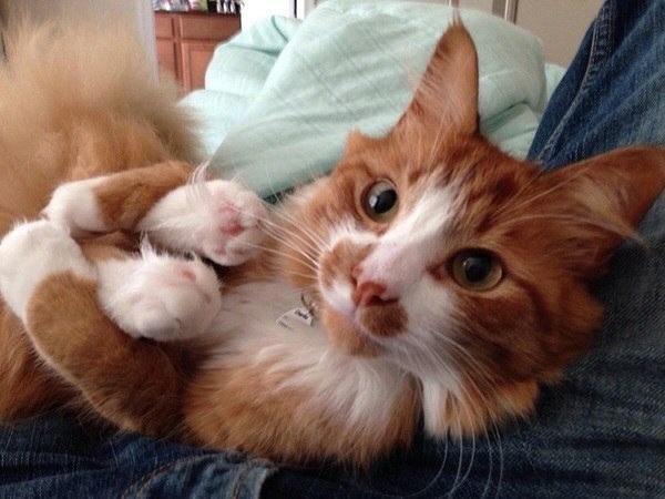 Коты и Кошки
