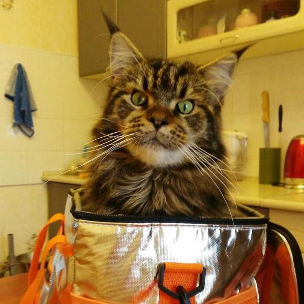 Коты и Кошки