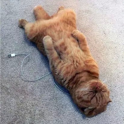 Коты и Кошки