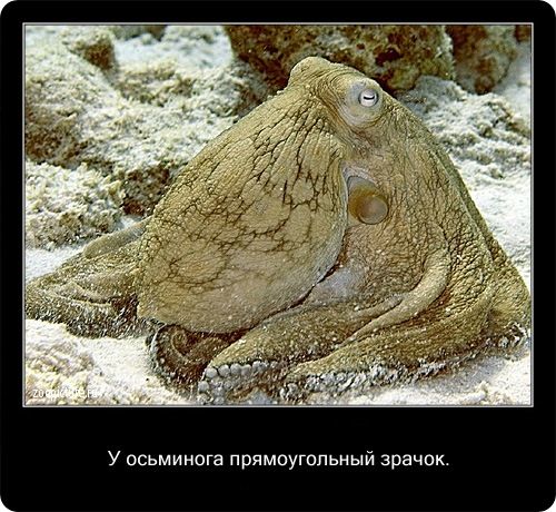 23 интересных факта о животных, которые вас удивят