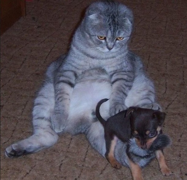 Котовторник 28.11.2017