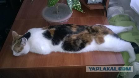 Как спят наши странные коты