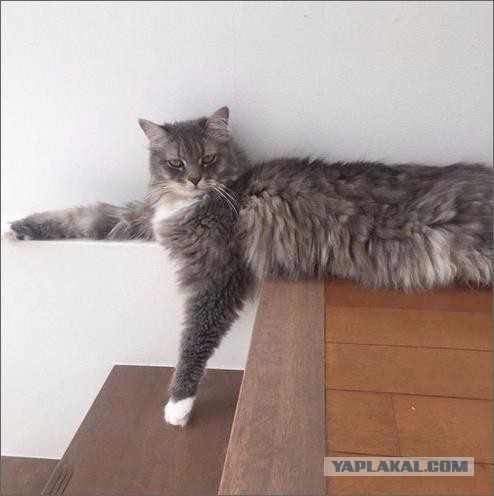 Котовторник  13.02.2018