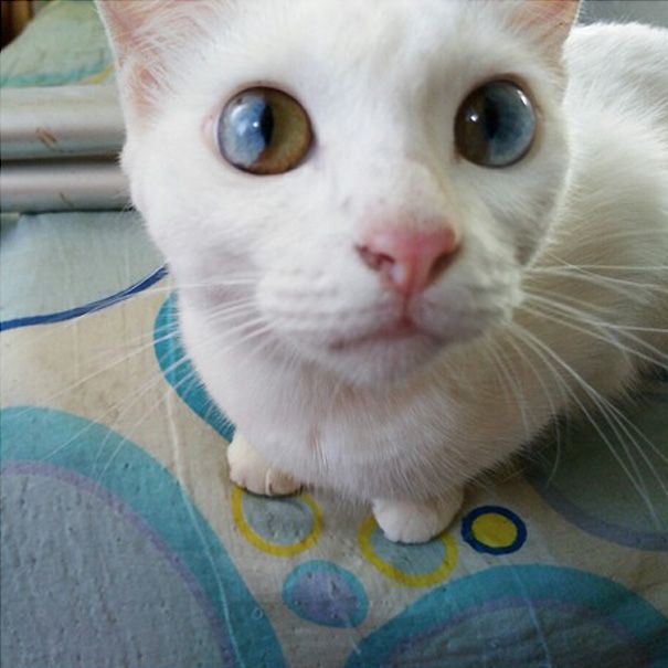 Прикольных котов пост