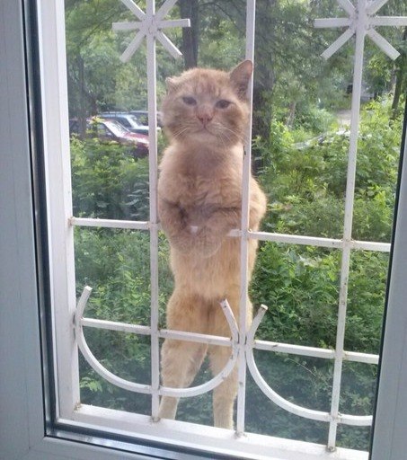 Прикольных котов пост