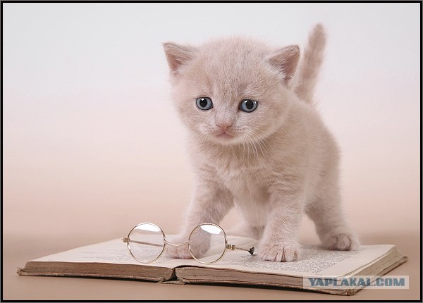 Даёшь Котовторник на ЯПе! (29.07.08)