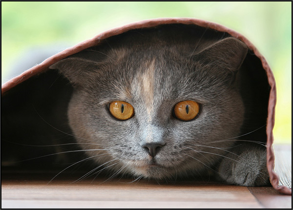 Котовторник на ЯПлакалъ