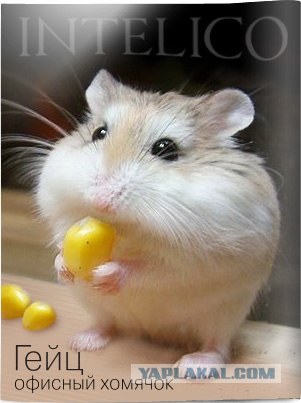Понедельнечных хомяков топик