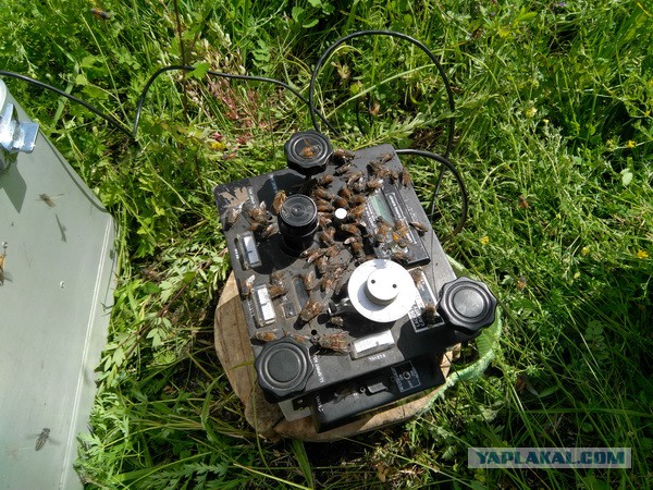 Командировка. В леса