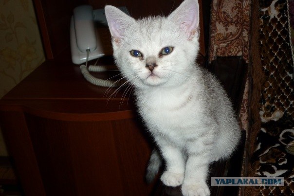 Начинаем котовторник!