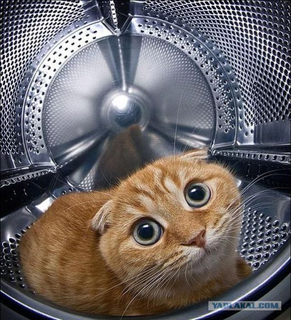 Котовторник объявляется открытым!