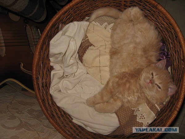 Ну и где ваш котовторник?