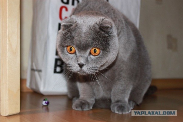 Котовторник 13.12.11 - магическе числа