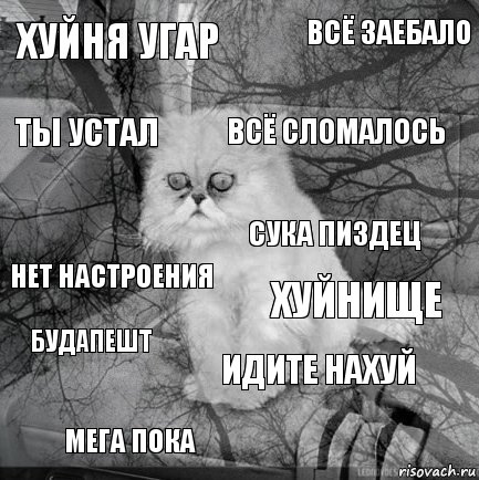 Странная кошачья логика, которую человеку никогда не постичь