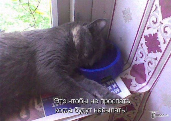 Котовторник (31.01.2012)