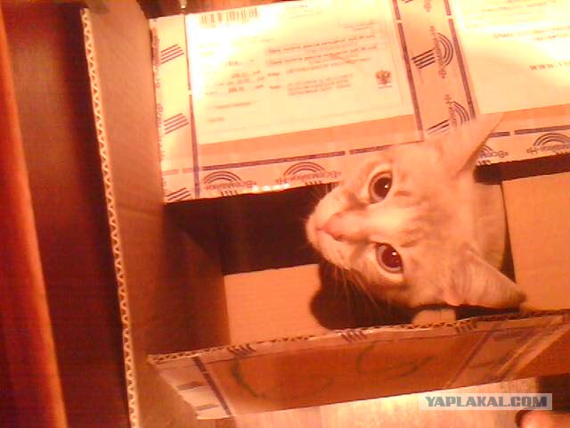 Котовторник (21.02.2012)