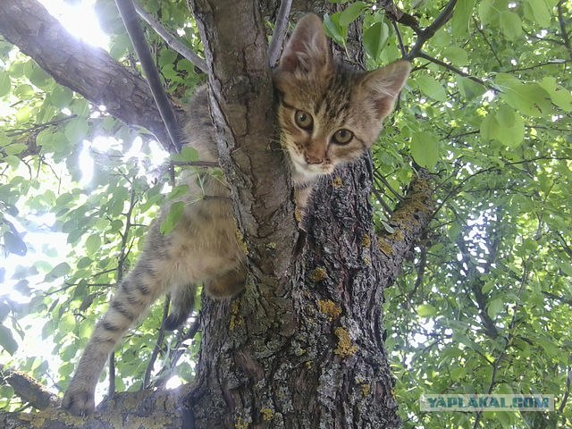Котовторник 20.03.2012