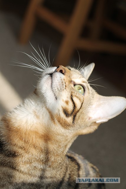 Котовторник  от 3.04.2012
