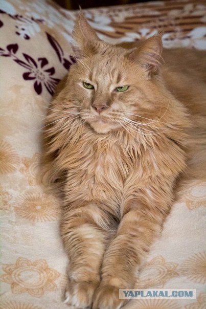 Котовторник 2019