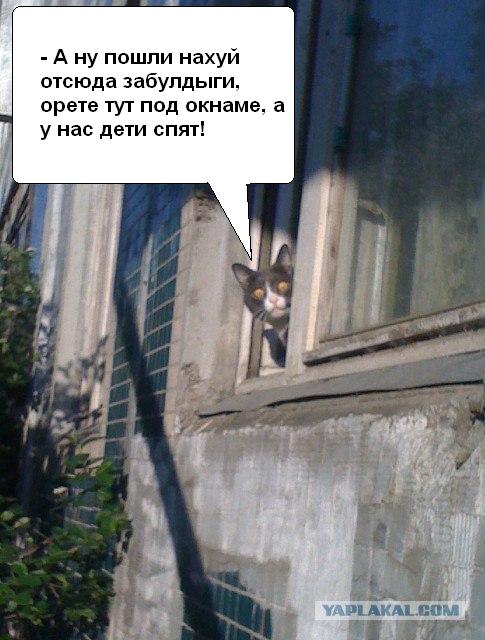 Шок, это по нашему!