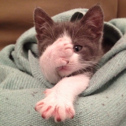 Котовторник 29.01.2013