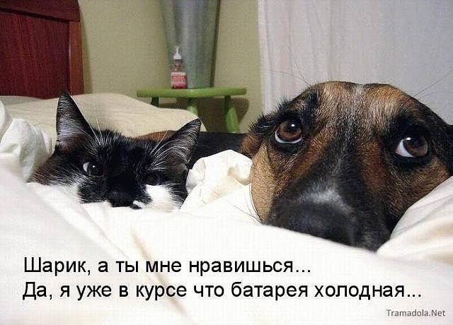 Анекдоты, истории и картинки с надписями