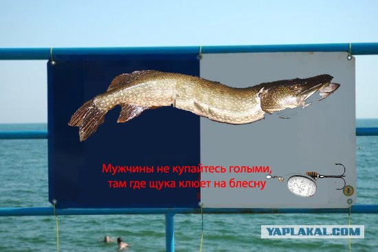 Не купайтесь с незнакомыми рыбами!