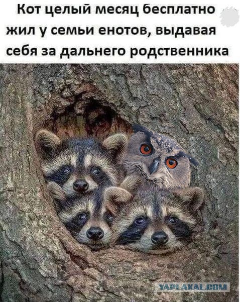 Картинки и мемы для настроения 02.02.2021