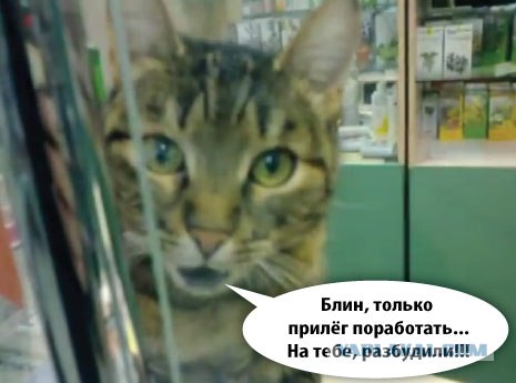 Кот заведует аптекой