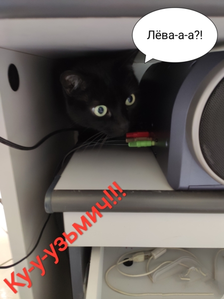 Погнали! С котовторником, други!