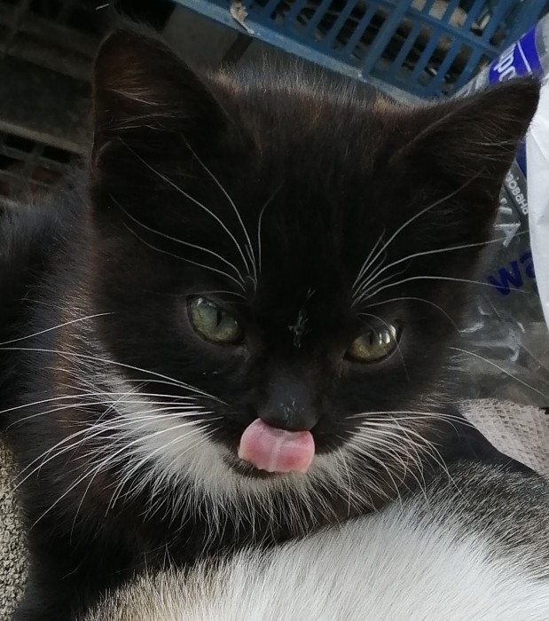 Котовторник 05.10.21 г