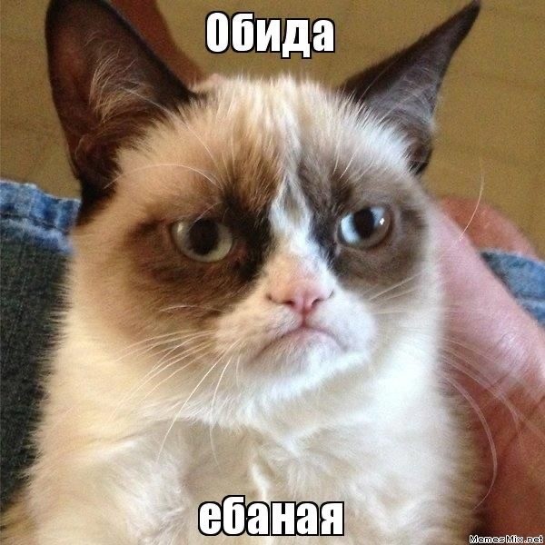 Злые кожаные устроили котикам разрыв шаблона