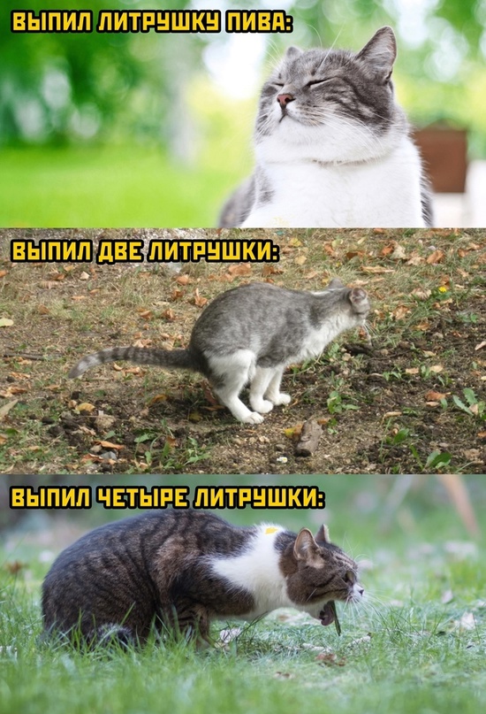 Картинки и мемы, это май-чародей всяко разно - 177