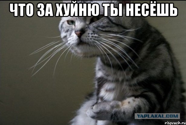 Владелец выброшенного проводницей кота рассказал о трагедии: "Так не оставлю"
