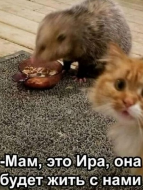 Весёлый полтишок 05.05.24