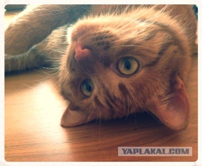Котовторник 21.05.2013