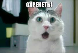 Кот четыре недели плавал по океану без пищи и добрался до Карибских островов