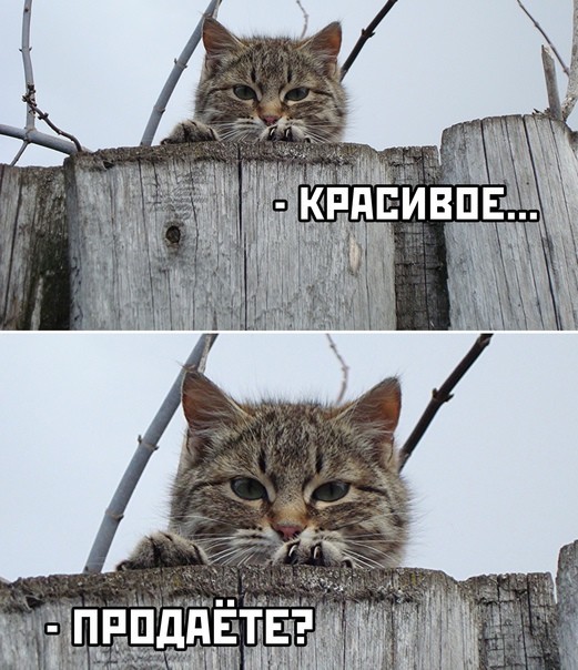 Карательная кулинария
