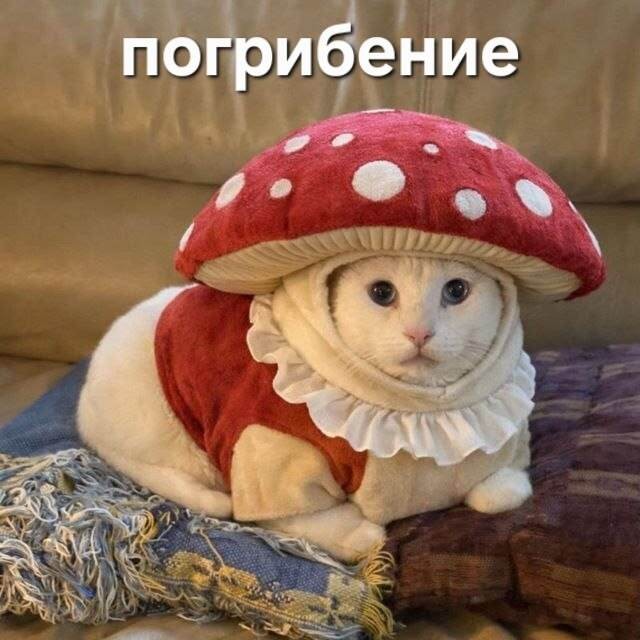 Картинки для деградации 247 (разной степени свежести)