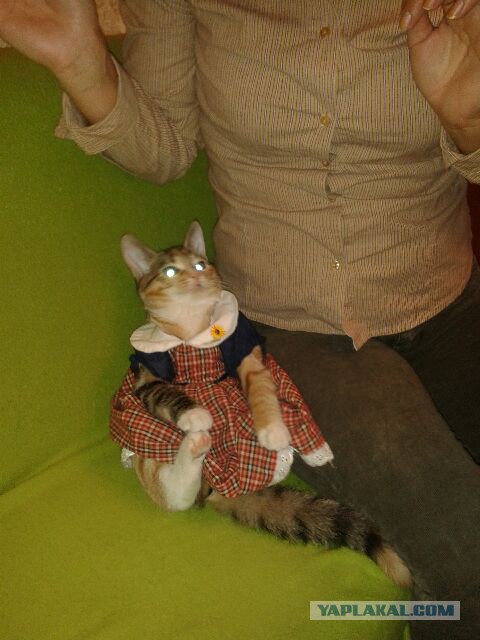 Котовторник 29.10.2013