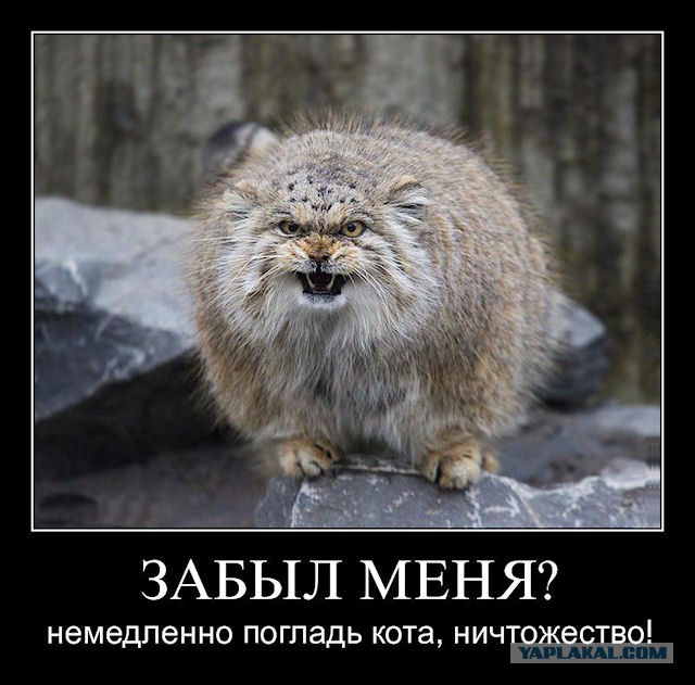 Котик и пылесос