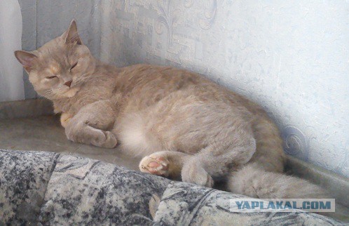 Котовторник   15.04.2014