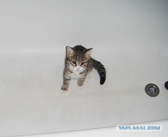 Котовторник 24.06.2014
