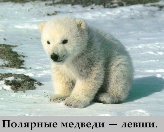 Факты в картинках
