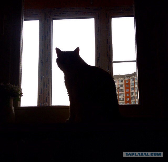 Котовторник 21.10.2014