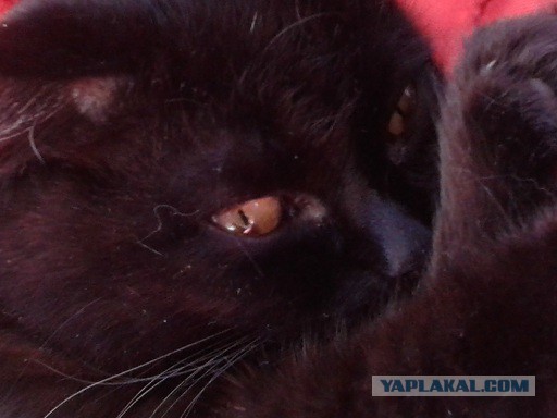 Котовторник 21.10.2014