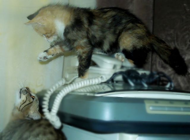 Котовторник 25.11.2014