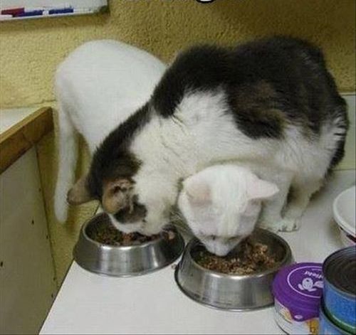 Кошачья логика