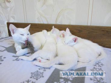 Котовторник 27.01.2015