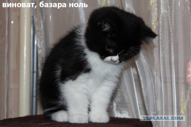 Прикольные картинки из сети